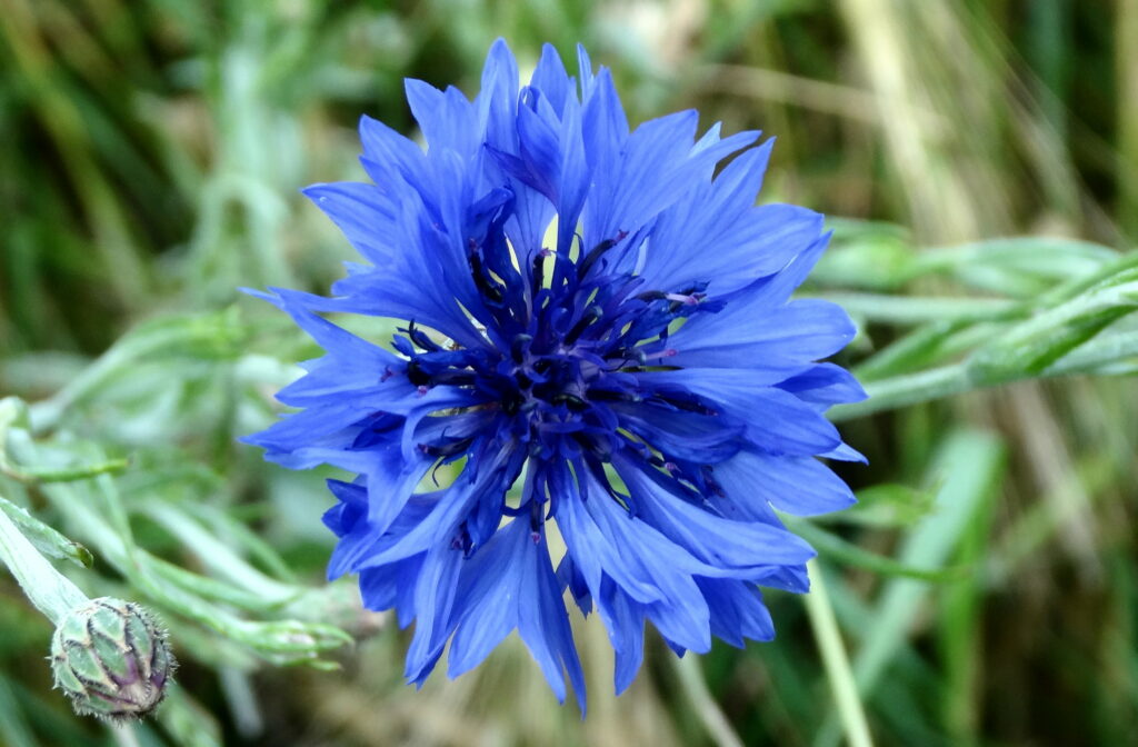 FPÖ nutzt blaue Kornblume als Symbol, dabei ist sie ein Symbol der Nazis